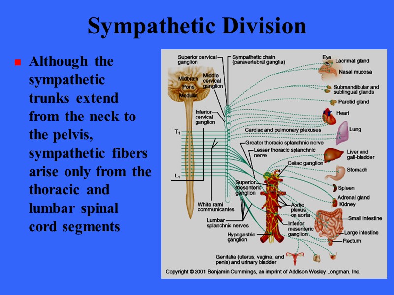 Sympathetic Division  Although the sympathetic trunks extend from the neck to the pelvis,